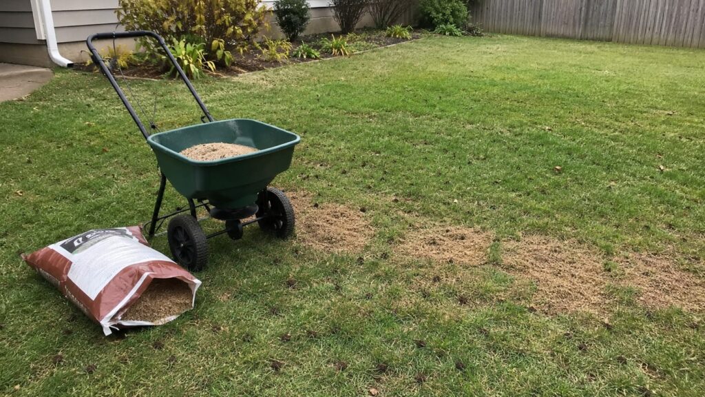 Overseeding the Lawn for Stronger Fall Growth